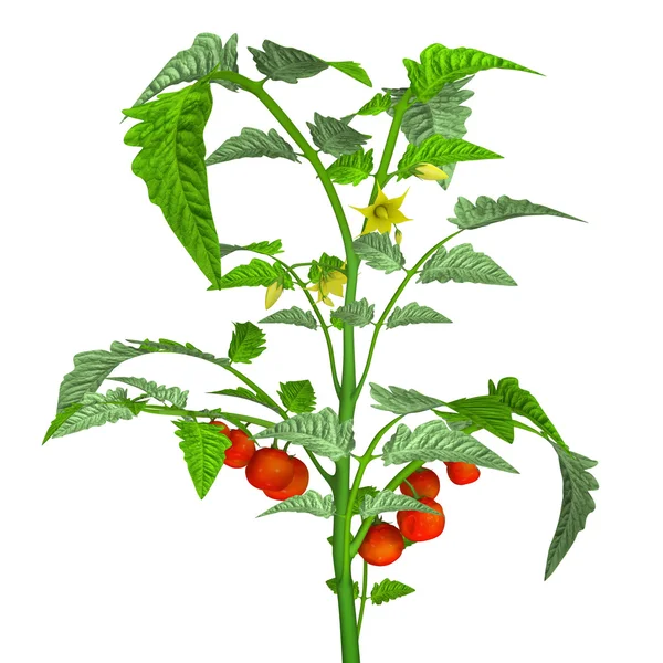 Tomato plant with tomatoes — Stock Photo, Image