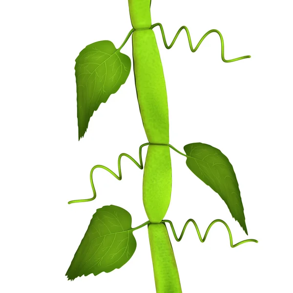 Cissus groene bladeren — Stockfoto