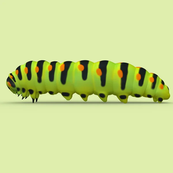 Green and black striped Caterpillar — Stock Photo, Image