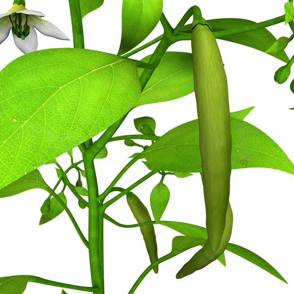 Chilli plant — Stock Photo, Image