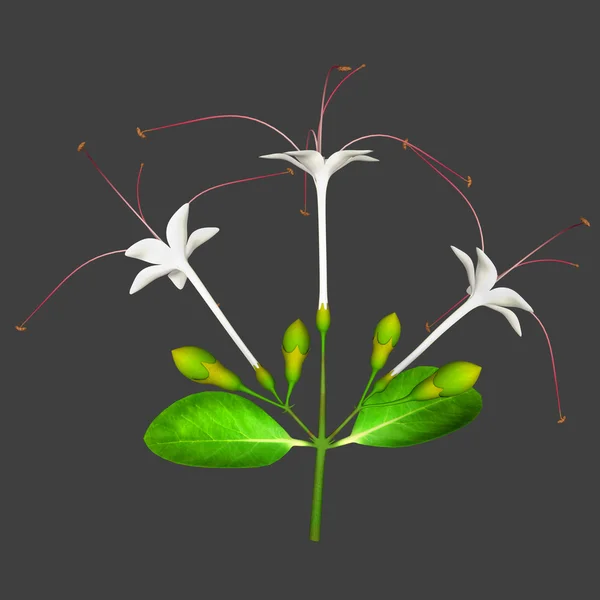 Clerodendrum blad och blommor — Stockfoto