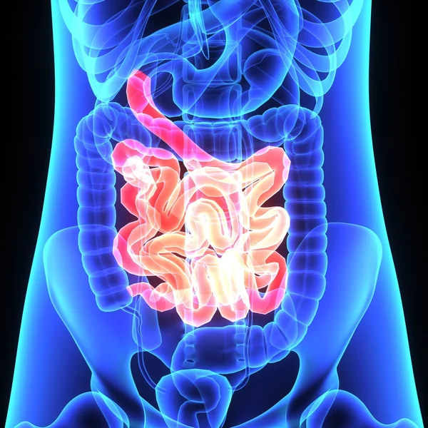 Small Intestine anatomy — Stock Photo, Image