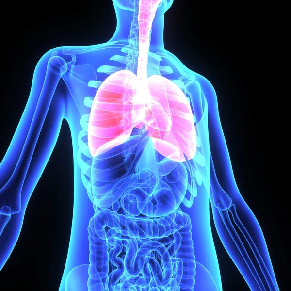 Pulmones humanos — Foto de Stock