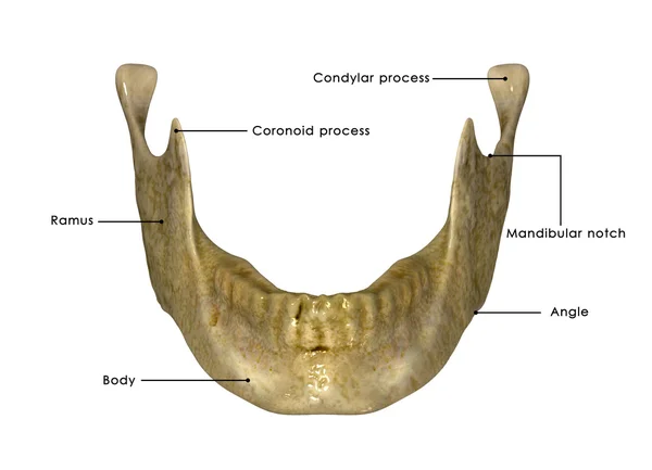 Diagrama de mandíbula del cráneo —  Fotos de Stock