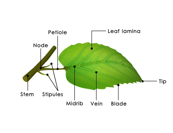 リーフの構造図 — ストック写真
