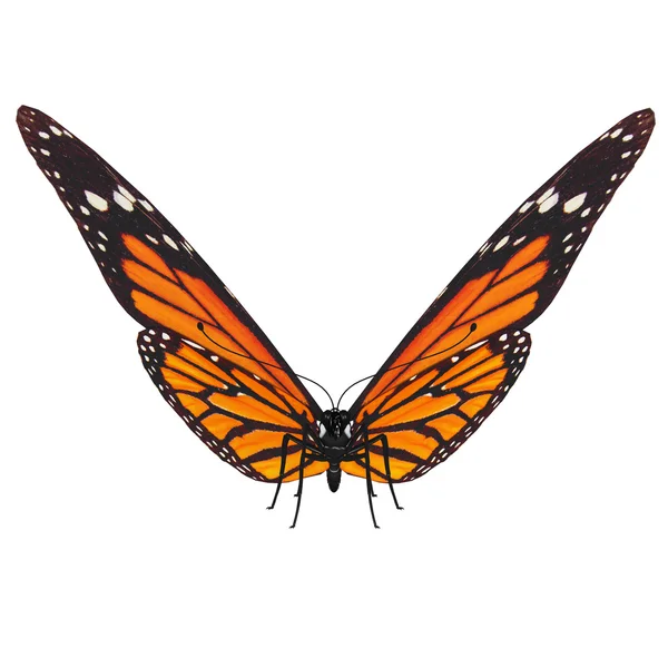 Butterfly — Stock Photo, Image