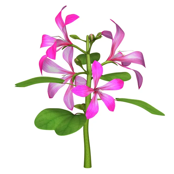 Caesalpiniaceae växt med blommor. — Stockfoto