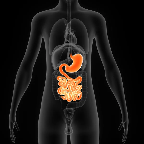 Sistema digestivo —  Fotos de Stock
