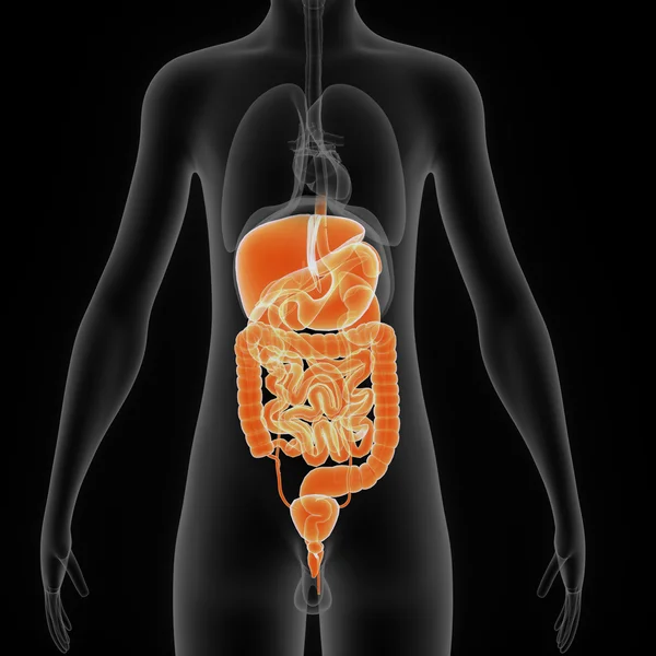 Verdauungssystem — Stockfoto