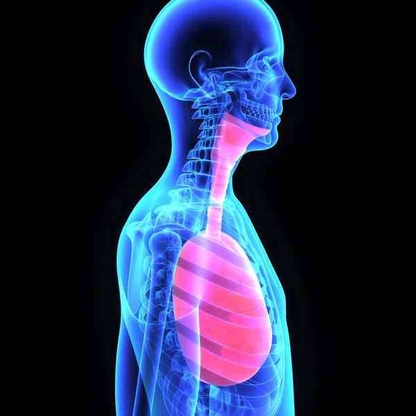 Menselijke longen — Stockfoto