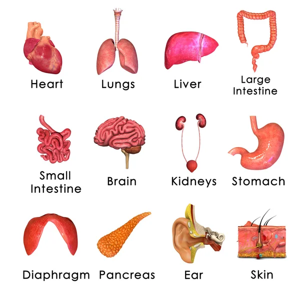 Organos humanos — Foto de Stock