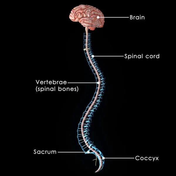 Anatomia do cérebro com coluna vertebral — Fotografia de Stock