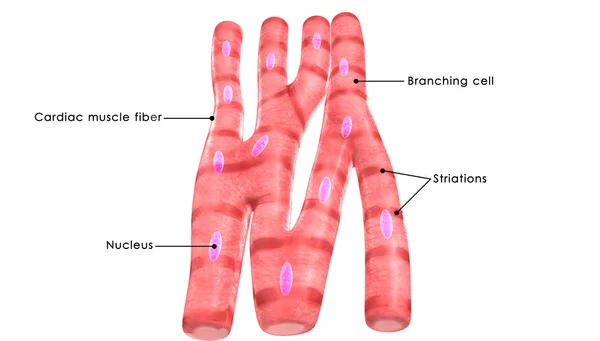 Muscle cardiaque humain — Photo