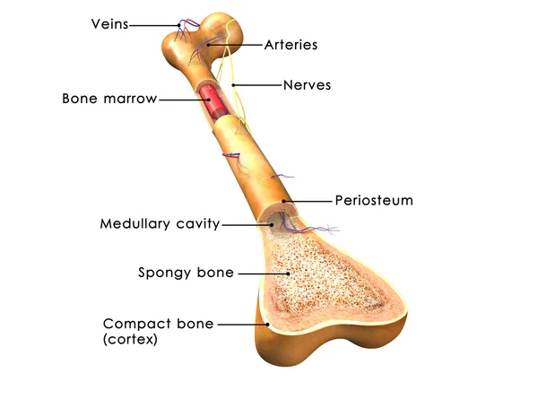 Structure of human bone — Stock Photo, Image