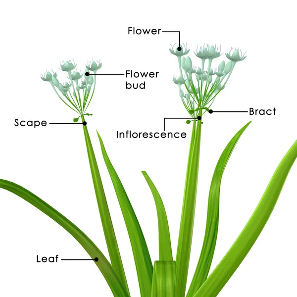 Allium cepa — Stok fotoğraf