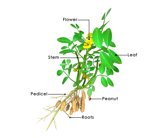 Arachis hypogea, jordnötter anläggning — Stockfoto