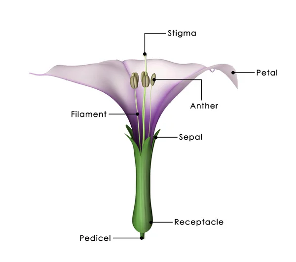 Diagramme de fleurs datura — Photo