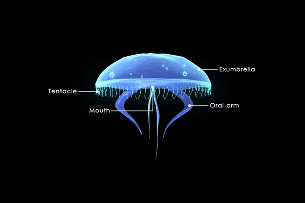 Aurelia, moon jellyfish — Stock Photo, Image