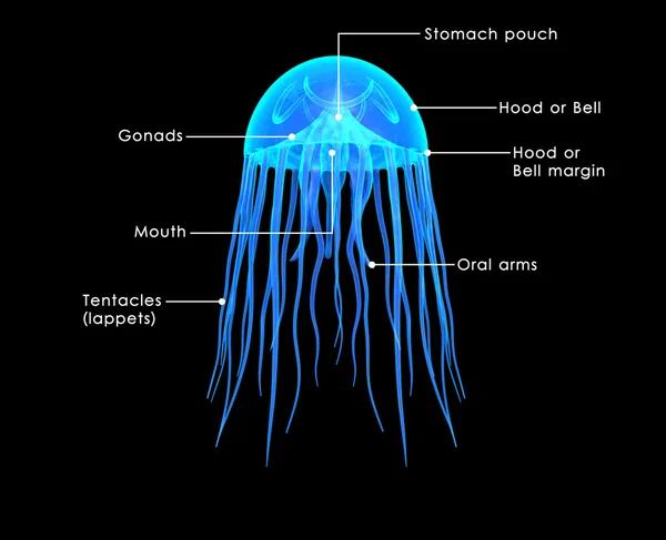 Méduses, diagramme de méduse — Photo