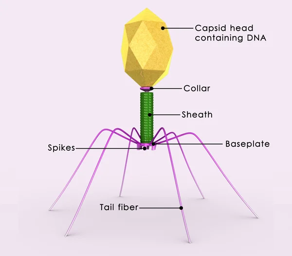 Bacteriophagephien virus diagram — Stockfoto