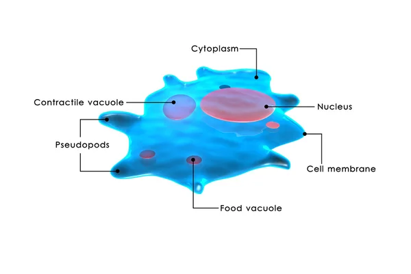 Ameba komórki, organizmu — Zdjęcie stockowe