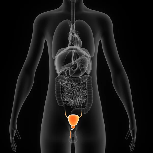 Human Bladder Anatomy — Stock Image Human Bladder Anatomy Stock Picture