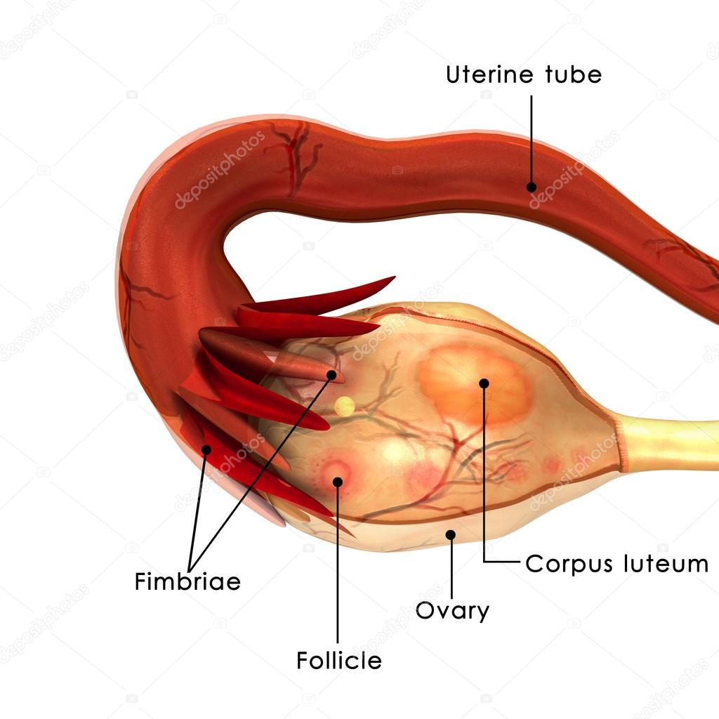Human Ovary Anatomy