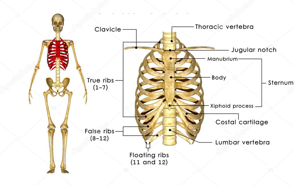 Skeleton of thorax anatomy