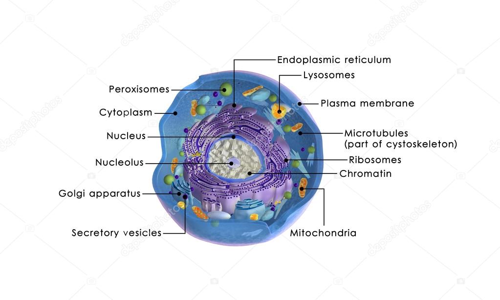 Animal Cell structure