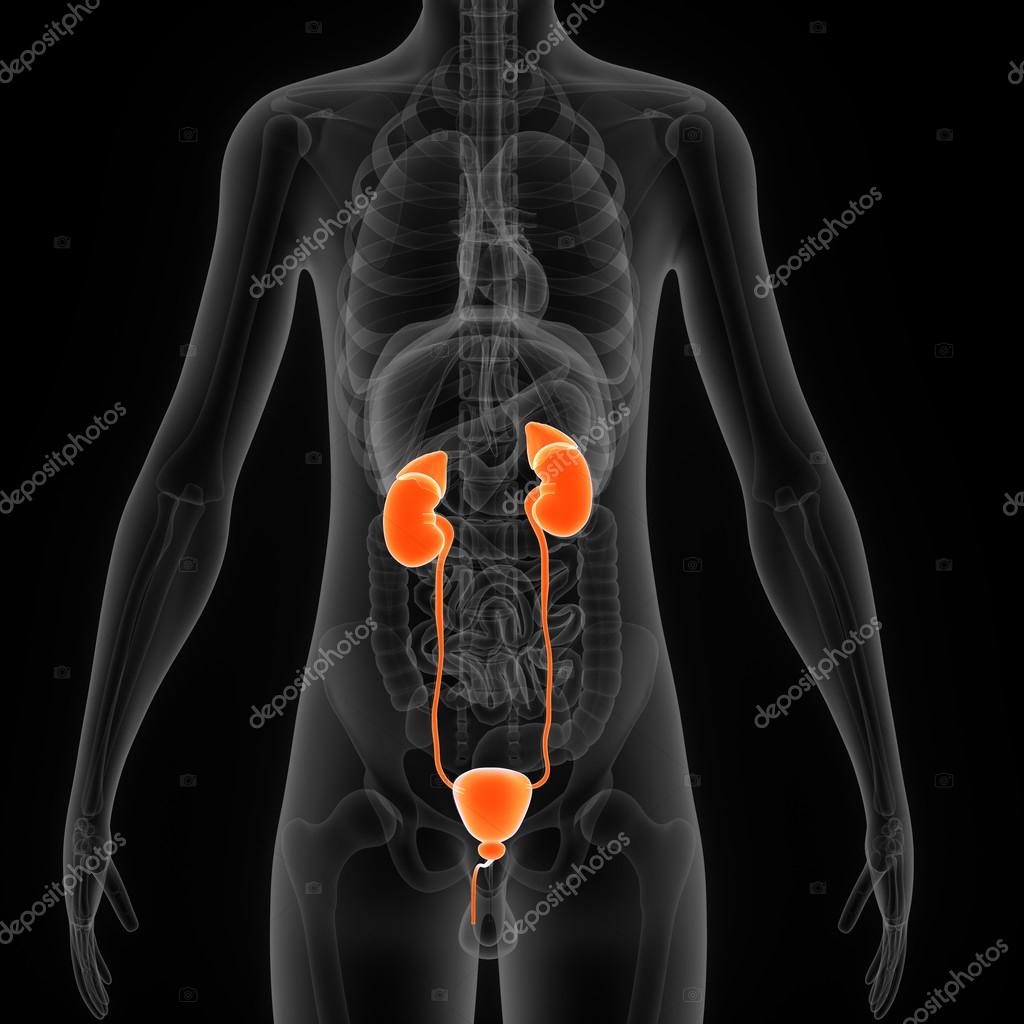 Kidneys stock photo sciencepics 72994577