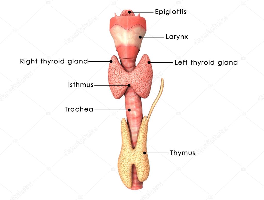 Thyroid glands anatomy