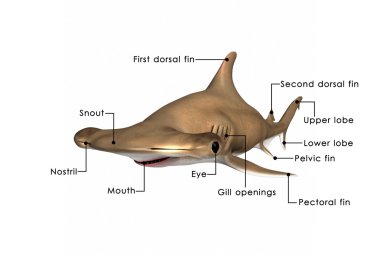 Sphyrna shark anatomy scheme clipart