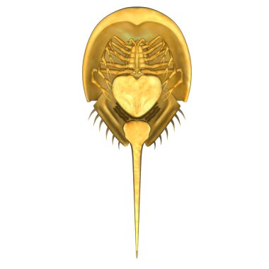 Limulus at nalı yengeci