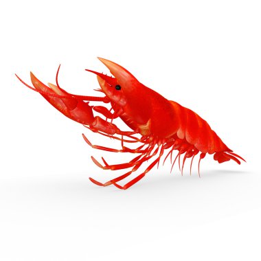 Tek kırmızı ıstakoz