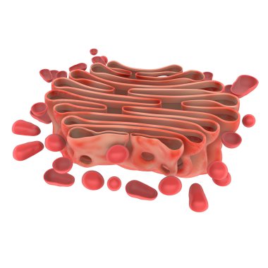 Golgi aygıtı anatomisi