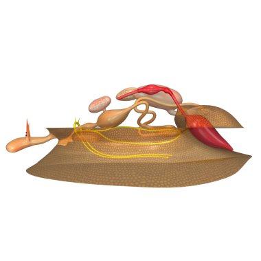 Deniz yumuşakçalar anatomisi