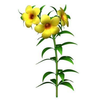 Gamopetalae sarı çiçek