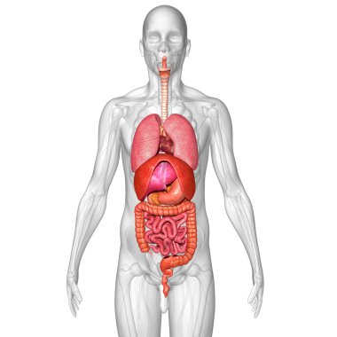 İnsan organları anatomisi