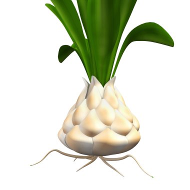 Lilium candidum bitki