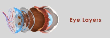 Eye layers anatomy clipart