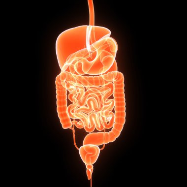 İnsan organları anatomisi