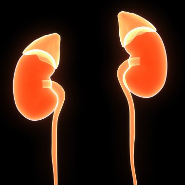 insan böbrek anatomisi