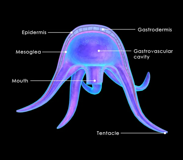 Medusa formulier diagram — Stockfoto