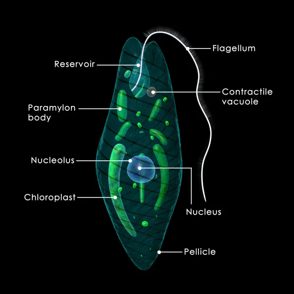 Euglena, organisme bersel tunggal — Stok Foto