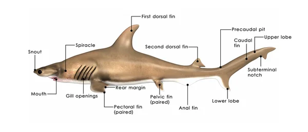 Schéma d'anatomie du requin Sphyrna — Photo