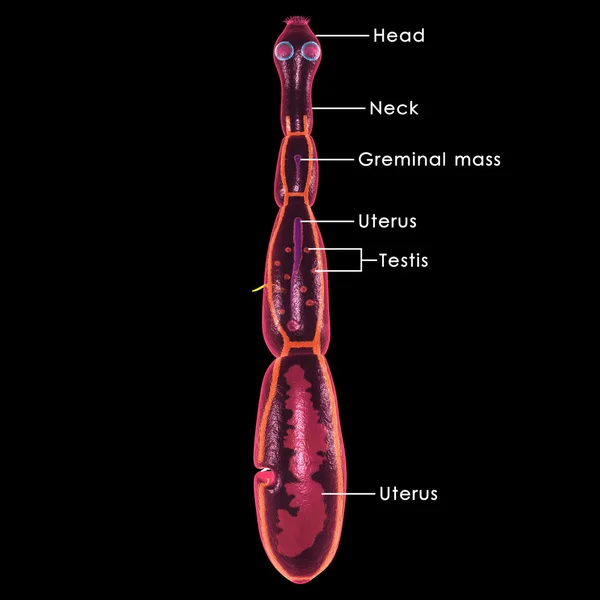 Parasite Echinococcus granulosus — Photo