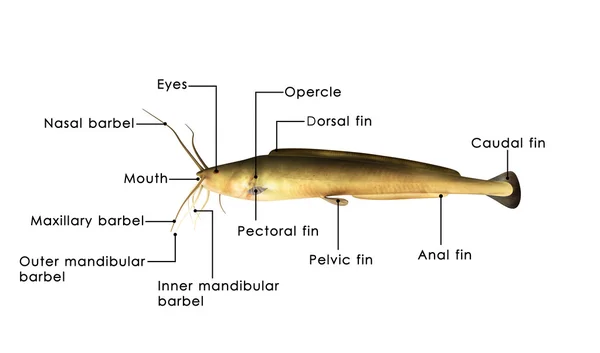 Diagramma del pesce gatto africano — Foto Stock