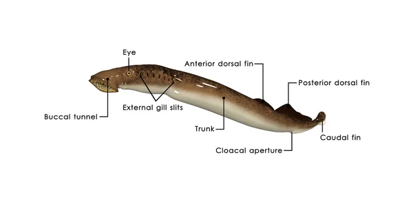 Petromyzon, sea lamprey — Stock Photo, Image