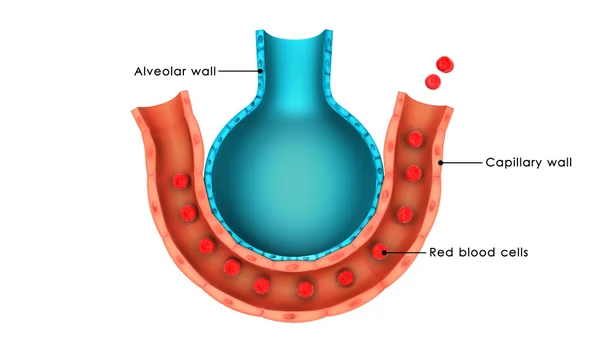 Human alveolus anatomy — Stock Photo, Image
