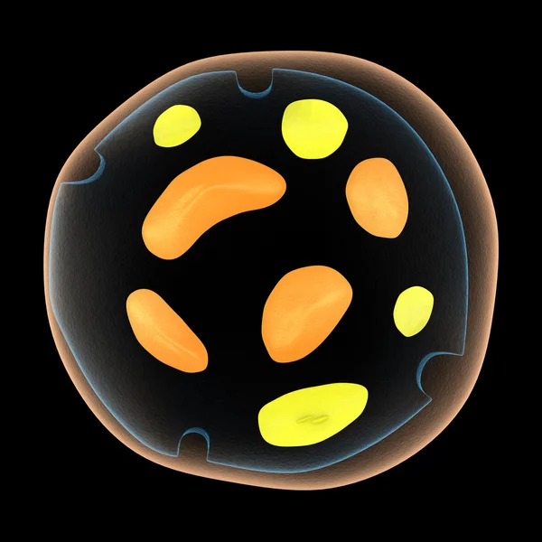 Хромопласт, гетерогенные органеллы — стоковое фото